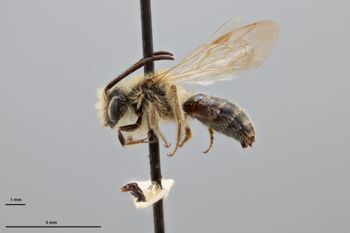 Media type: image;   Entomology 773952 Aspect: habitus lateral view